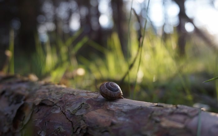 Snail on a log in a forest