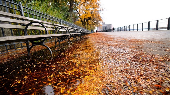 Park benches and fallen leaves by a waterfront