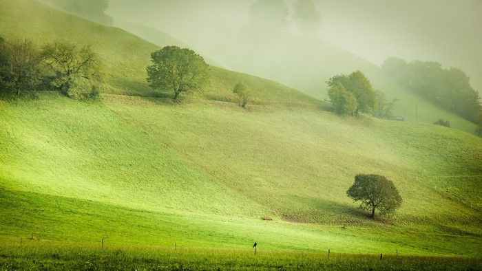 Misty green hills with trees and a bird