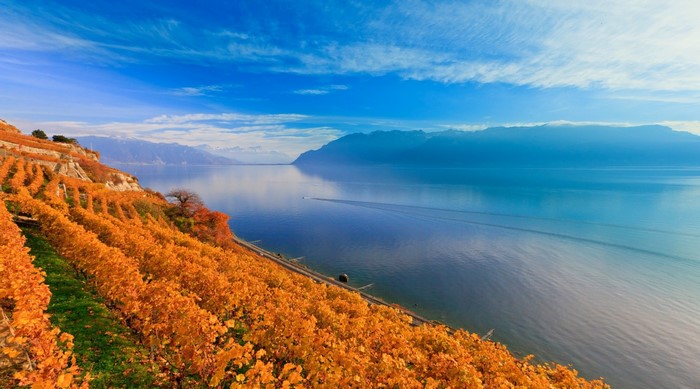 Vineyards on a hill overlooking a lake in Switzerland