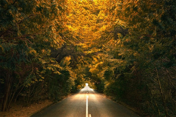 Road through a sunlit autumn forest