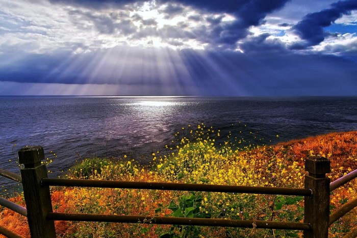 Sun rays over the ocean with wildflowers and a fence