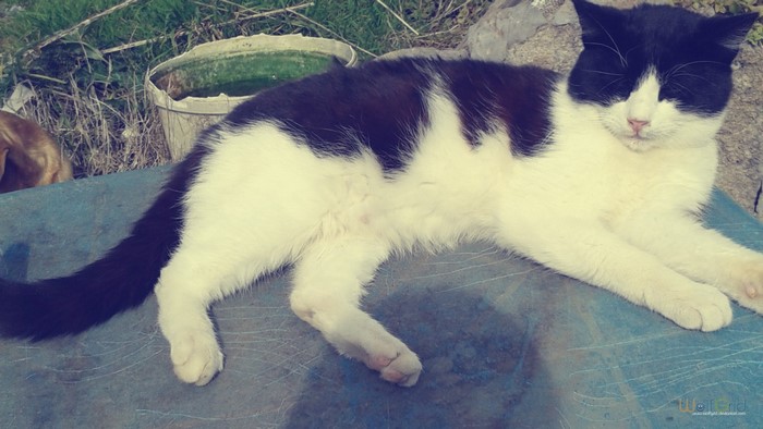 Black and white cat lying down outdoors