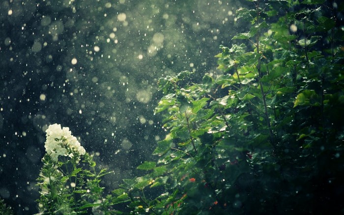 Rain falling on white flowers and green leaves