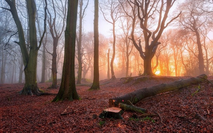 Forest with fallen tree at sunrise with mist