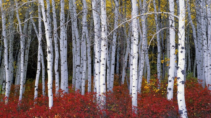 Birch Trees in Autumn Forest with Colorful Foliage