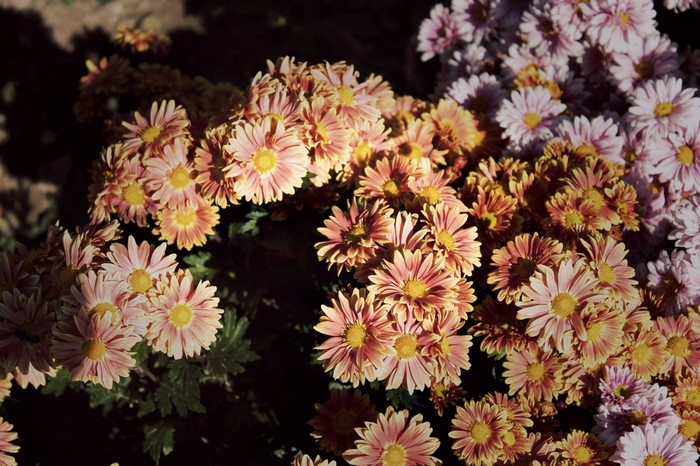 Pink and yellow chrysanthemums in bloom