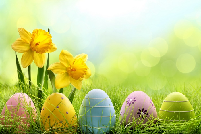 Easter eggs and daffodils in grass