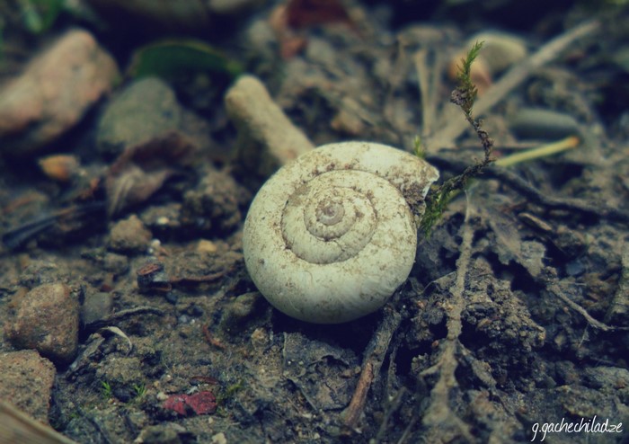 Close-up of Snail Shell on Soil
