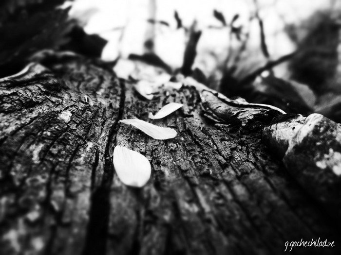 Petals on a textured tree trunk, black and white photography