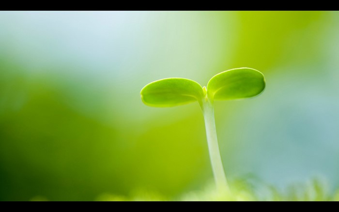 Close-up of a young green sprout with sunlight
