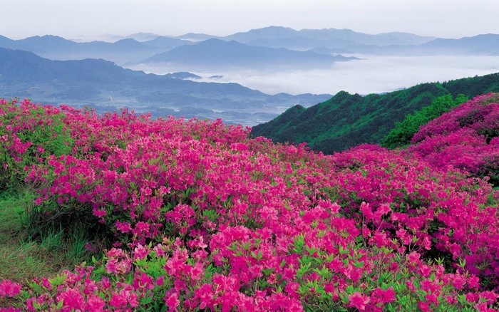 Azaleas blooming on a mountain slope with misty mountains in the background
