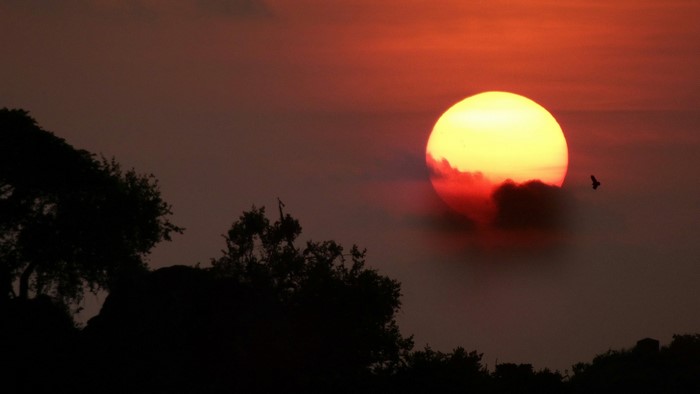 Sunset over trees with a bird flying
