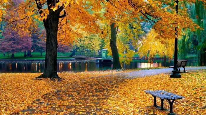Park bench and trees in autumn