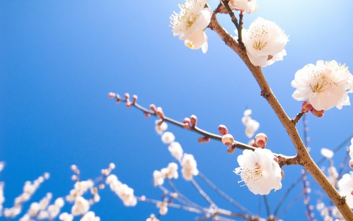 White plum blossoms on a branch against a blue sky