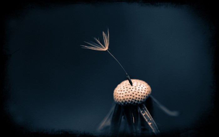 Dandelion seed floating against dark background