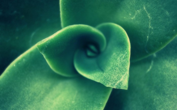 Close-up of a green succulent plant