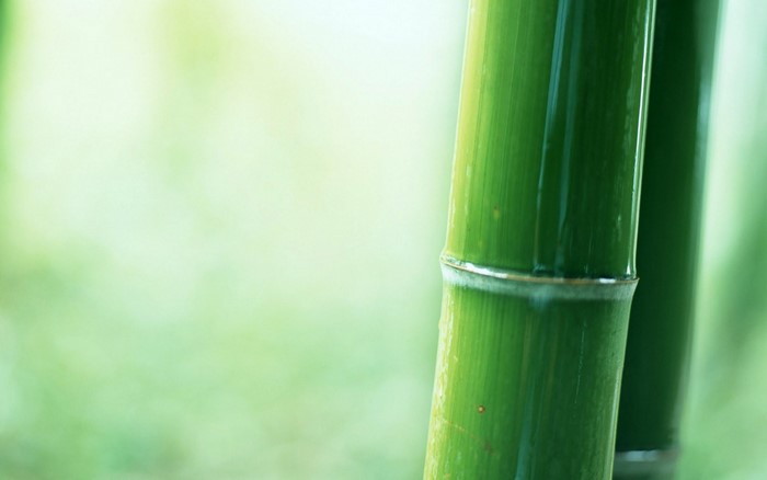 Close-up of green bamboo stalks with sunlight