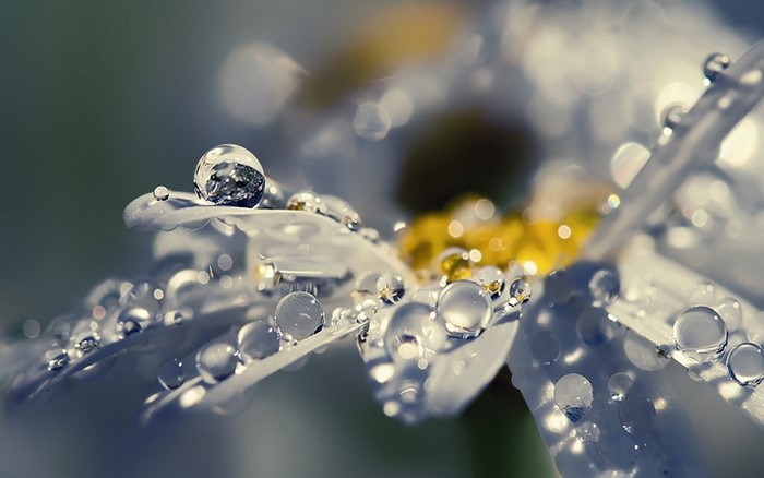 Close-up of a white flower with water droplets