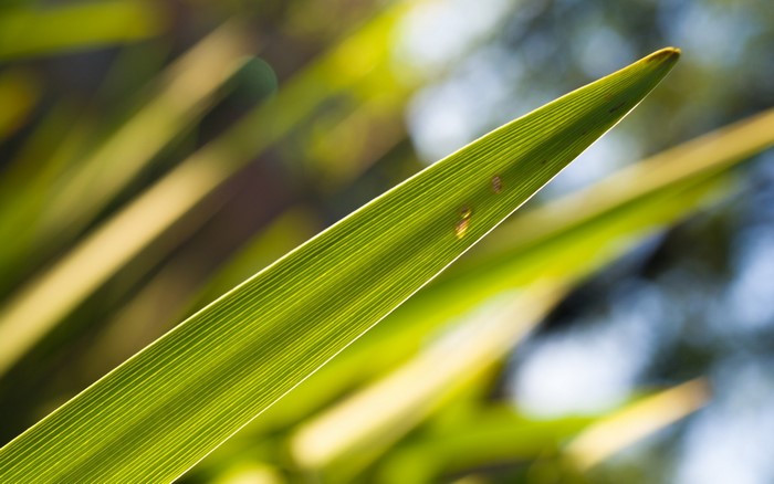 Close-up of a green leaf with sunlight
