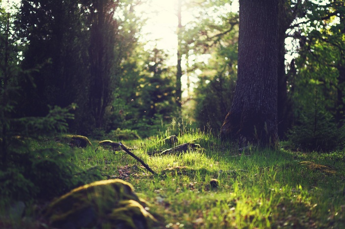 Sunlight filtering through a forest