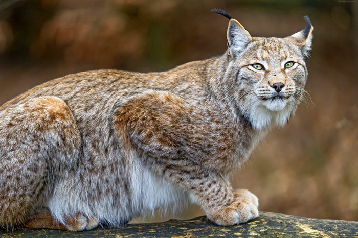 Lynx sitting on a log