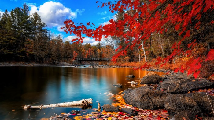 Autumn forest with red maple leaves over a lake