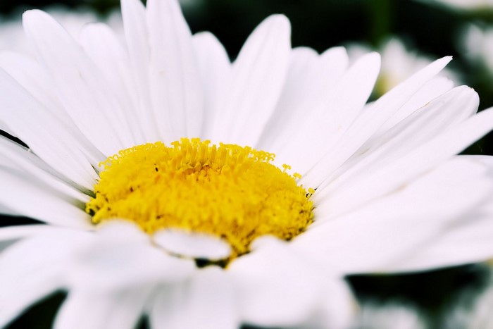 Close-up of a white daisy with a yellow center