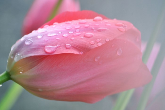 Pink tulips with water droplets
