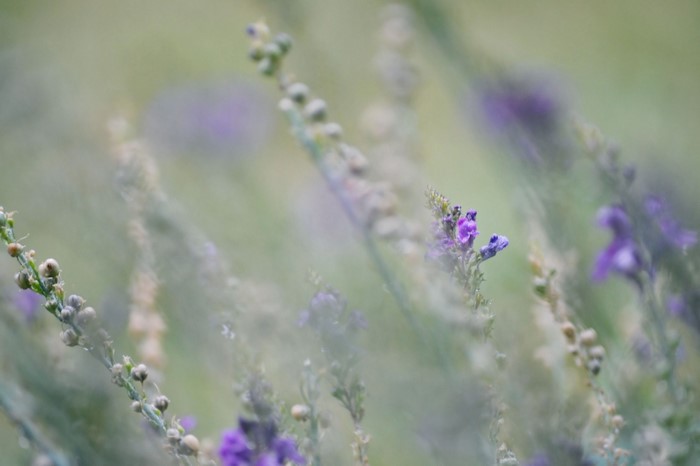 Close up of purple wildflowers with water droplets
