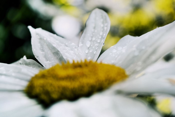 Close up of a daisy with water droplets