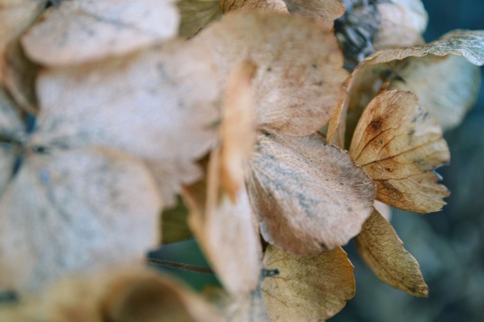 Close up of dried hydrangea petals