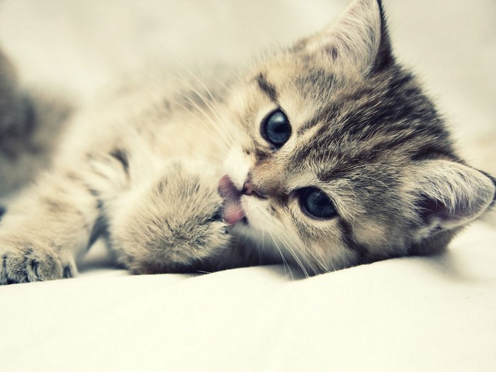 Close up of a kitten licking its paw