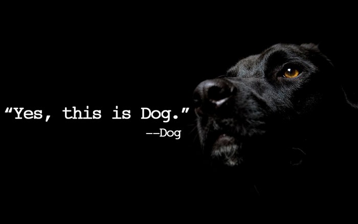 Black dog with quote on black background