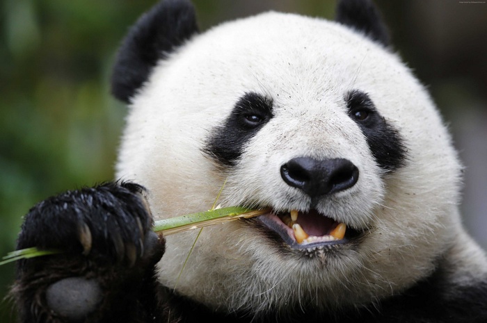 Giant Panda Zoo, Cute animals, Panda