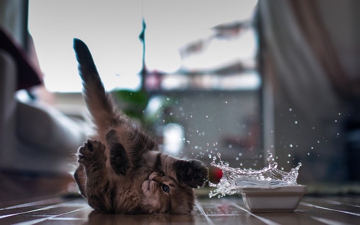 Kitten playing with water and a ball