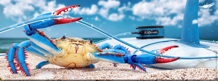 Blue crab with red claws on a beach with water