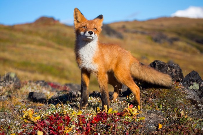 animals, wildlife, fox, tundra, Grey Fox, fauna, mammal, vertebrate ...