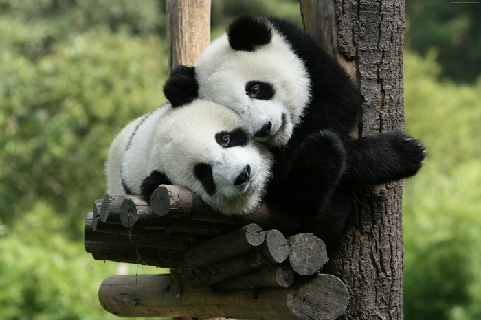 Panda, China, Giant Panda Zoo, Cute animals