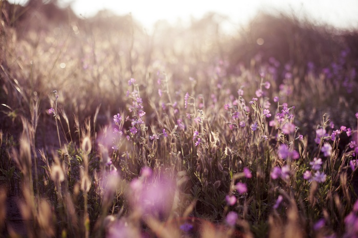 Field of purple flowers in sunlight