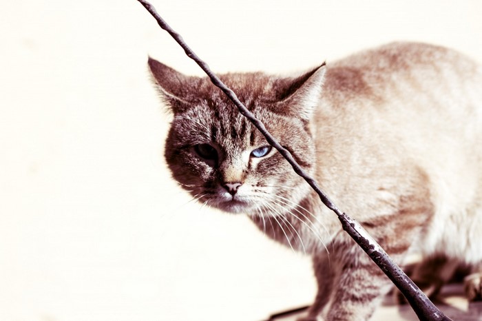 Cat with heterochromia behind a wire