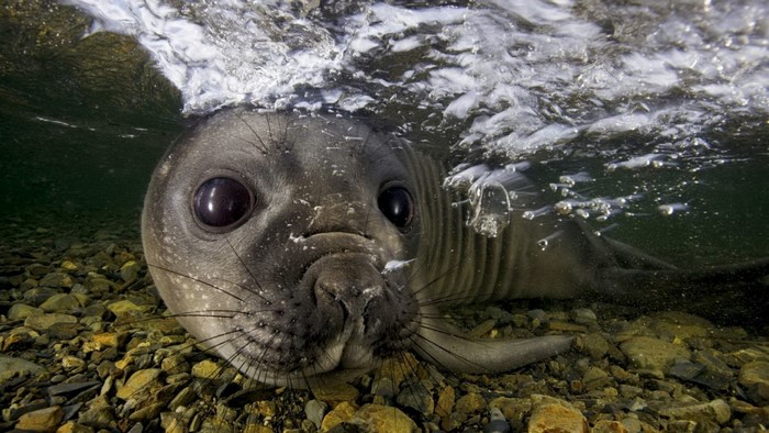 Close-up underwater shot of a seal pup