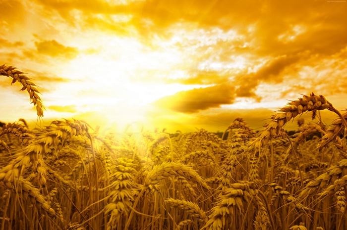 Wheat Field Under Golden Sky