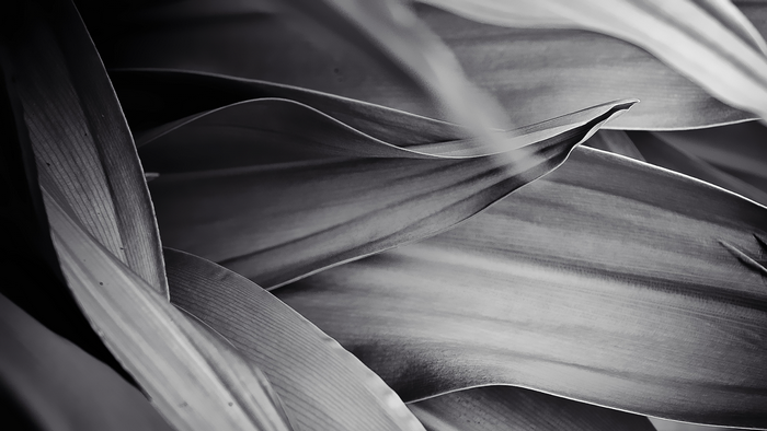 Monochrome close-up of overlapping leaves