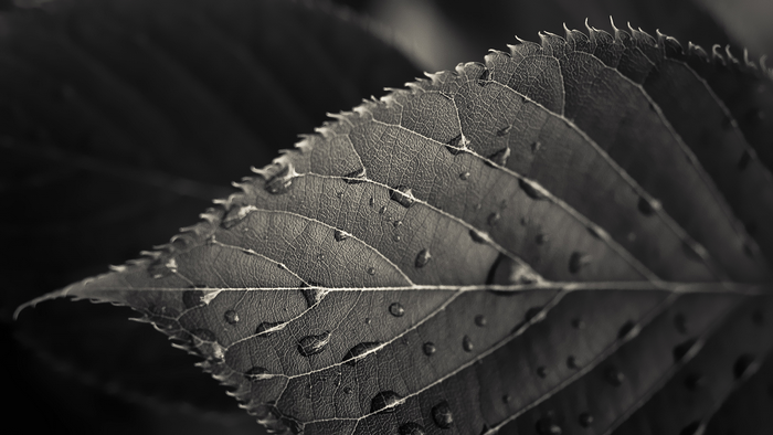 Monochrome macro photography of a wet leaf