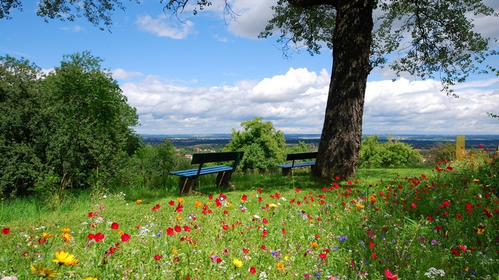 Two benches in a meadow with wildflowers and a tree