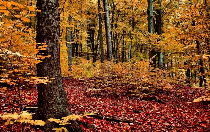 Autumn Forest with Vibrant Orange and Red Leaves