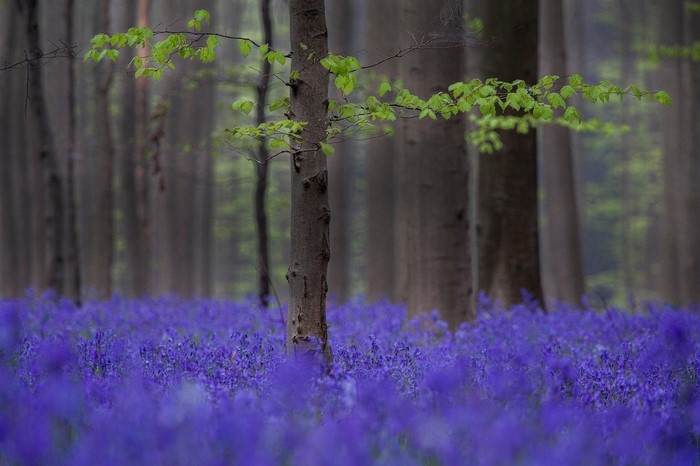Forest floor covered in bluebells with trees in the background