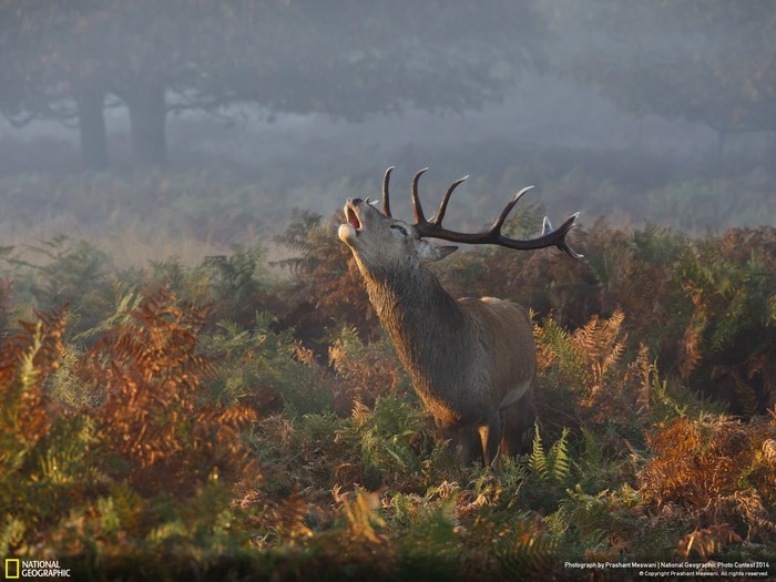 Red deer stag roaring in misty autumn forest