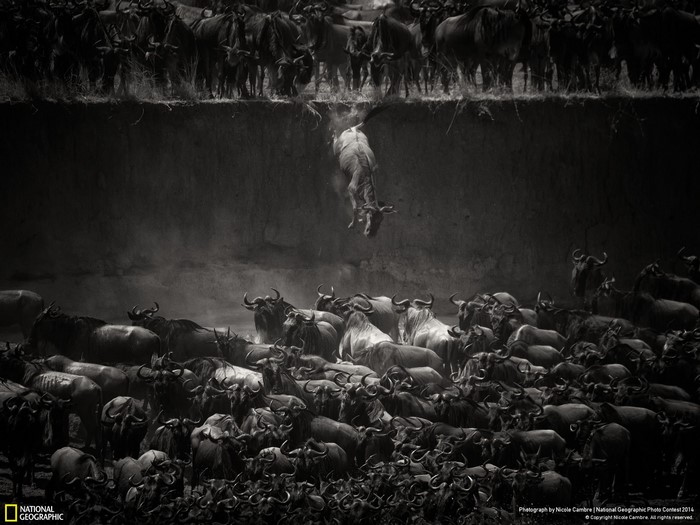 Wildebeest migration crossing a river